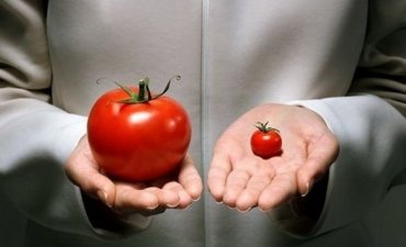 В Украину разрешат ввозить продукты с ГМО