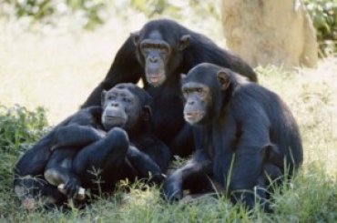 Ученые впервые объединили мозг трех обезьян в «локальную сеть»