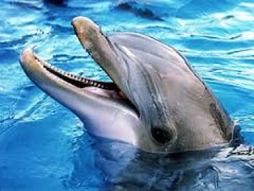 Как дельфины помогли ученым «реабилитировать» сливочное масло