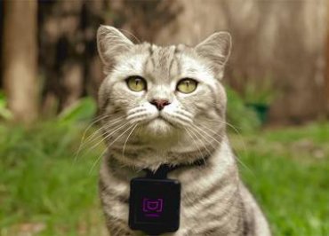 Компания Whiskas создала фотокамеру для кошек