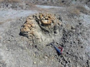 В Кузбассе нашли останки млекопитающего, жившего 130 миллионов лет назад