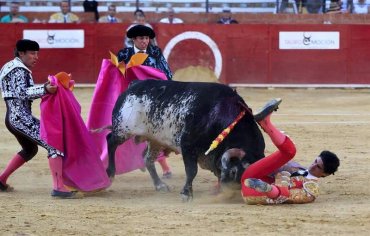 В Испании впервые за 30 лет бык забодал тореадора