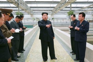 Ким Чен Ын собирается накормить народ черепахами
