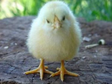Курицы спасут мир: ученые назвали компонент, способный защитить от вируса Зика