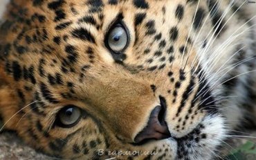 В российской глубинке водитель сбил на трассе редкого леопарда