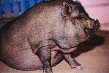 В российской деревне перекормленная свинья треснула пополам