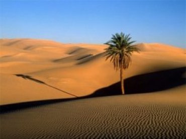 Ученые рассказали о невероятных планах по озеленению Сахары