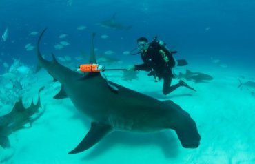 Гениальный хищник: 5 доказательств того, что акулы умны