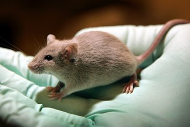 Ученые сумели продлить жизнь мышей на 10 процентов за счет молодых стволовых клеток
