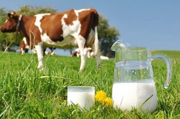 Производство по европейским стандартам. Смогут ли украинцы позволить себе дорогие молочные продукты