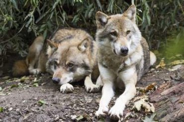 Европа опасается нашествия чернобыльских волков-мутантов – ученые