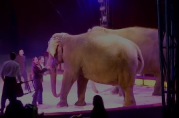 В немецком цирке слониха упала на зрителей