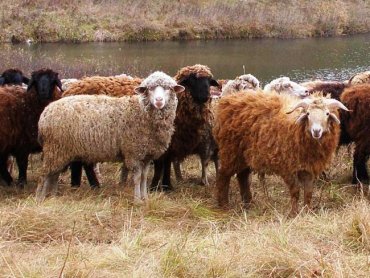 Фермер из Турции выращивает в Украине овец и экспортирует их на родину