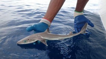 Во Флориде обнаружили «инопланетную» акулу