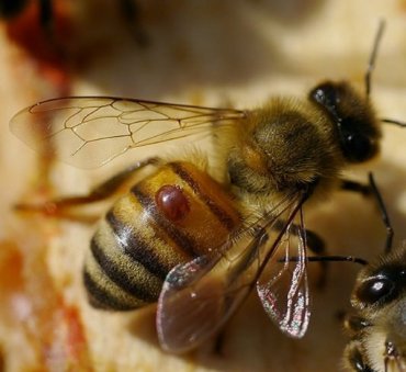 Через 17 лет на Земле исчезнут пчелы и наступит голод