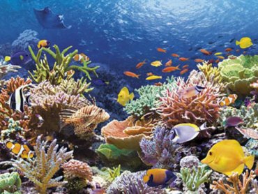 Возрастающая кислотность океана может погубить коралловые рифы
