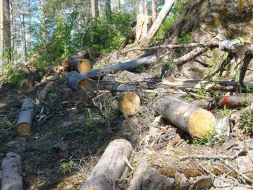 В Украине спрогнозировали экокатастрофу из-за вырубки леса в Карпатах
