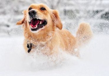 Изменения в жизни собак в зимнее время