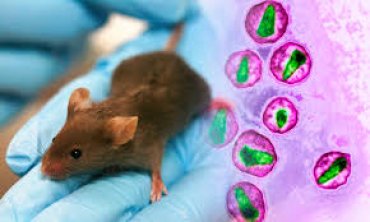 Ученые впервые полностью удалили ВИЧ из ДНК мышей