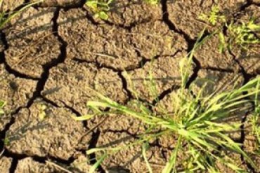 Литва объявила чрезвычайное положение из-за засухи