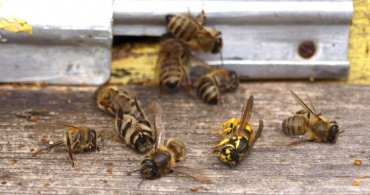 В России массово дохнут пчелы
