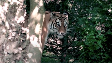 В зоопарке Цюриха тигрица растерзала смотрительницу на глазах у посетителей