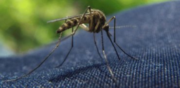 Американские ученые придумали одежду от комаров