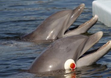 Ученые: Дельфины-»трудоголики» предпочитают общаться с себе подобными