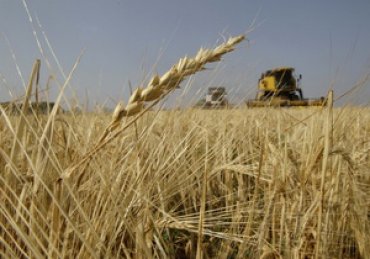 Мировой банк: засуха в Украине может привести к росту цен на продукты питания