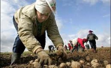 Очередная реформа налоговой системы Украины грозит аграриям убытками