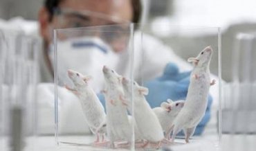Ученые смогли вылечить несколько мышей от рака