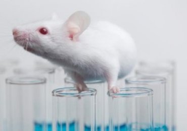 Ученые вернули иммунную систему мыши на 500 млн лет назад