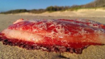 Таинственное красное существо появилось на пляже Австралии