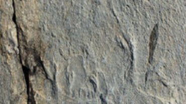 Самые древние мышцы нашли в камне палеонтологи