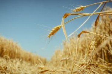 Украина стала третьей по экспорту зерна