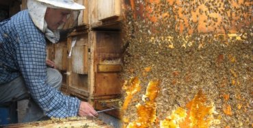 Украинский мед пошел на продажу в ЕС уже сверх квоты