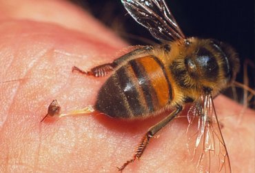 В Киеве женщина умерла от укуса пчелы