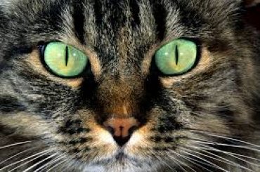 Ученые выяснили, почему у кошек зрачки вертикальные