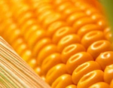 ЕС увеличит импорт кукурузы из Украины