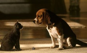 Война между кошками и собаками: ученые нашли причину