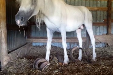 В Америке обнаружили одичавших лошадей с невероятными метровыми копытами