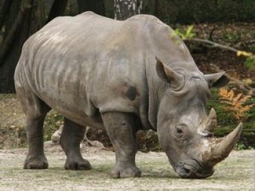 Ученые выяснили, что предки человека ели уток и носорогов