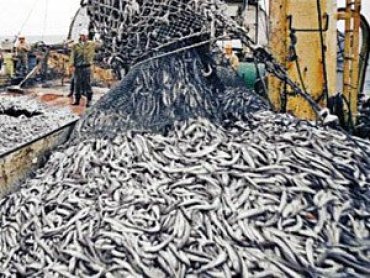В Украине хотят сократить вылов рыбы