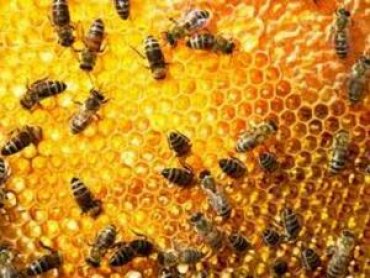 Установлена причина уменьшения численности пчел