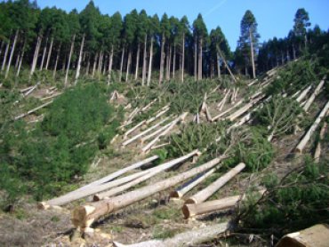 ЕС поставил ультиматум по вырубке леса в Украине