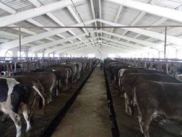 Эксперт объяснил, почему украинские фермеры наращивают продажу скота на убой