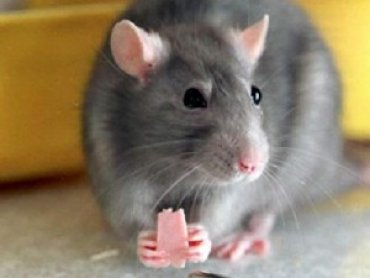 Ученые выяснили, как крысы научились предсказывать погоду