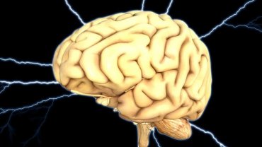 Китайские ученые выяснили удивительный факт о мозге