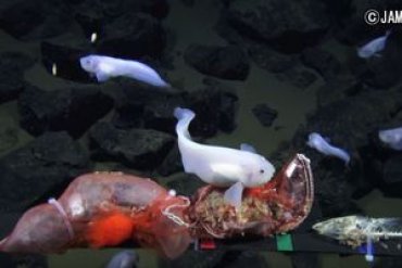Японским ученым удалось заснять самую глубоководную рыбу