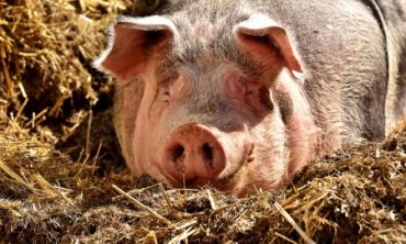Самарская епархия воюет со свинофермой